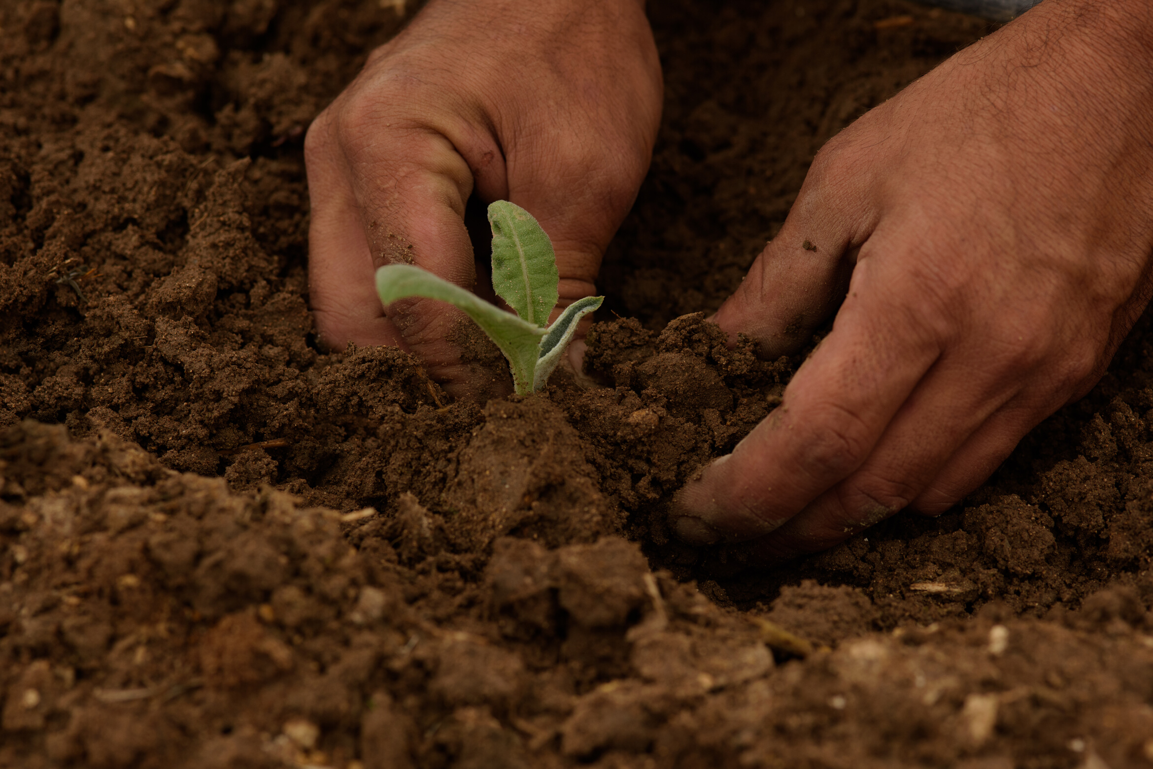 Regenerative Farming Hands Planting a Crop