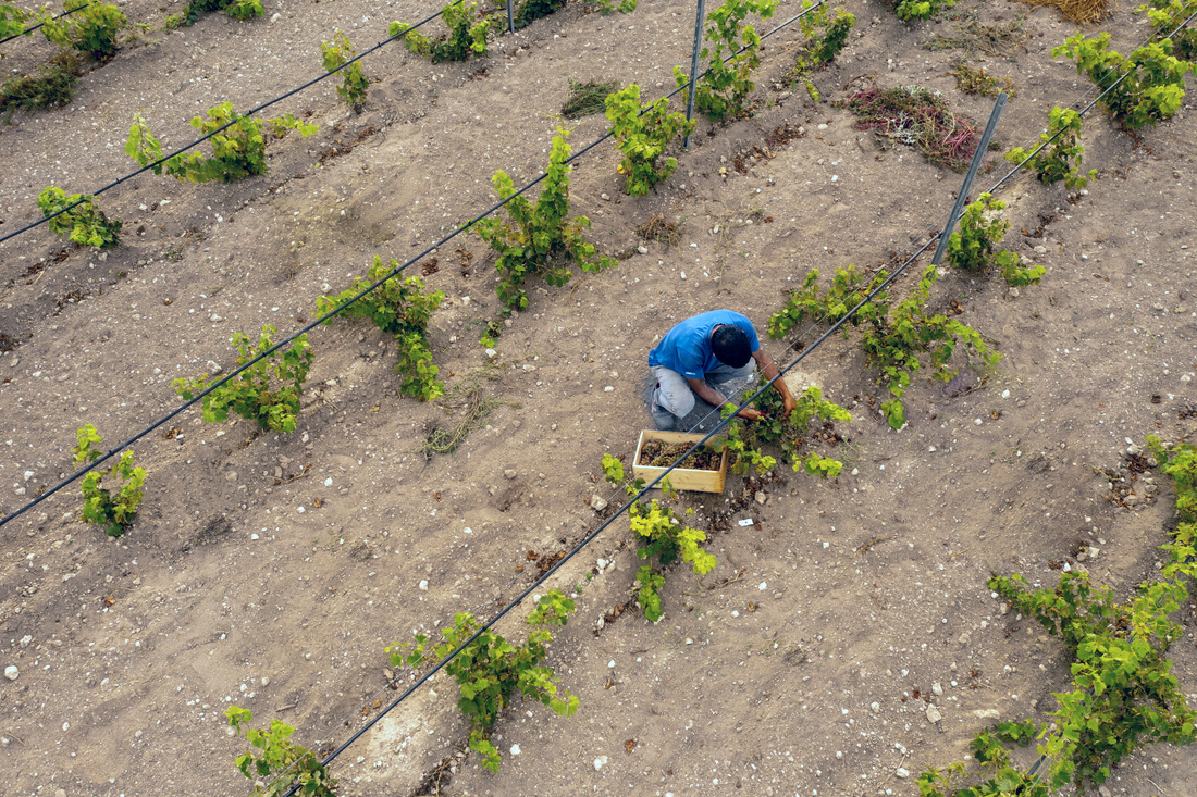 Regenerative Farming Farmer Harvesting Grapes from Vineyard